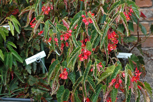 B. ‘Everflowering’